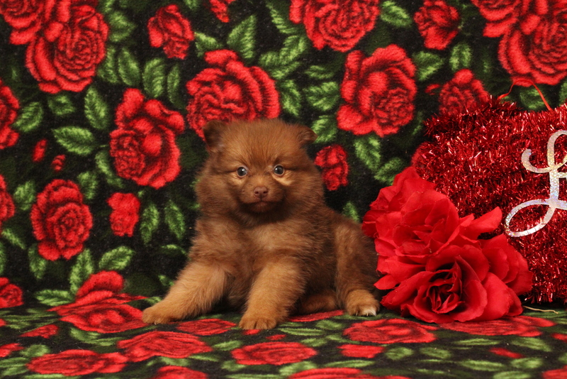 puppy, for, sale, Pomeranian, Matthew B. Stoltzfus, dog, breeder, Gap, PA, dog-breeder, puppy-for-sale, forsale, nearby, find, puppyfind, locator, puppylocator, aca